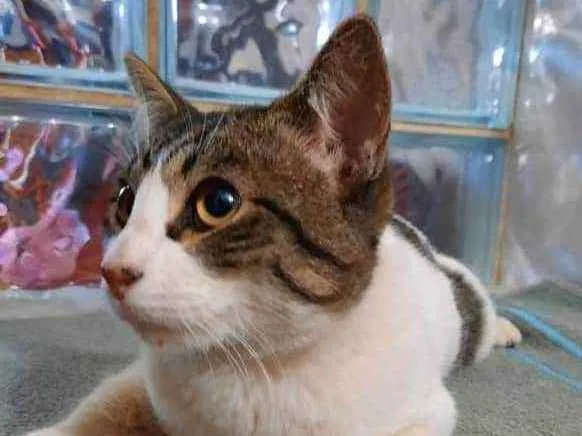 Gato ra a SRD idade 1 ano nome Frederico