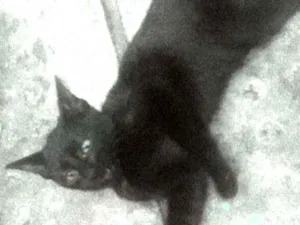 Gato raça Um preto  idade 2 a 6 meses nome Eurico 