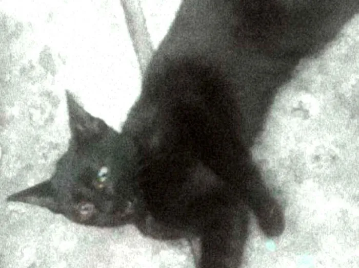 Gato ra a Um preto  idade 2 a 6 meses nome Eurico 