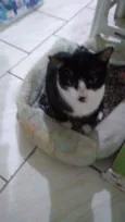 Gatinho carol