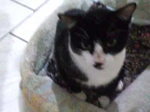 Cachorro raça SRD idade 1 ano nome Gatinho carol