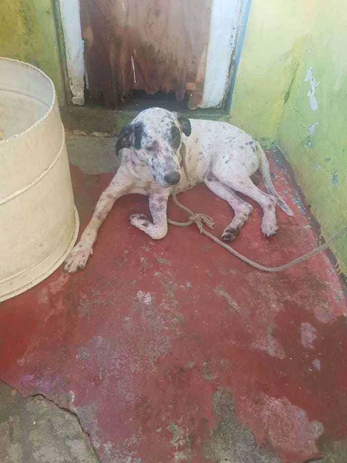 Cachorro ra a Dálmata com patibull  idade 2 anos nome Duque