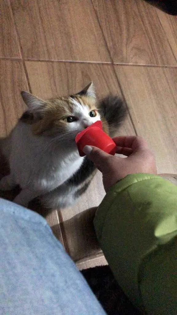 Gato ra a Vira lata idade 5 anos nome Numb 