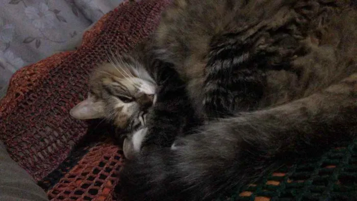 Gato ra a Vira lata  idade 2 anos nome Linda