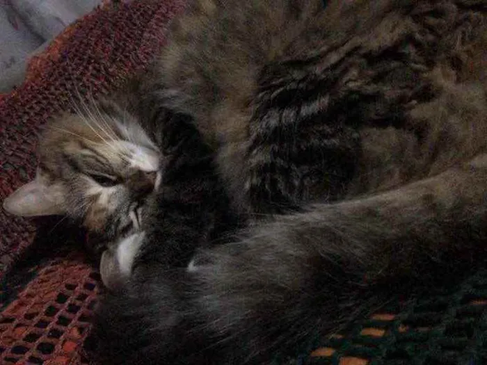 Gato ra a Vira lata  idade 2 anos nome Linda