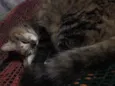 Linda