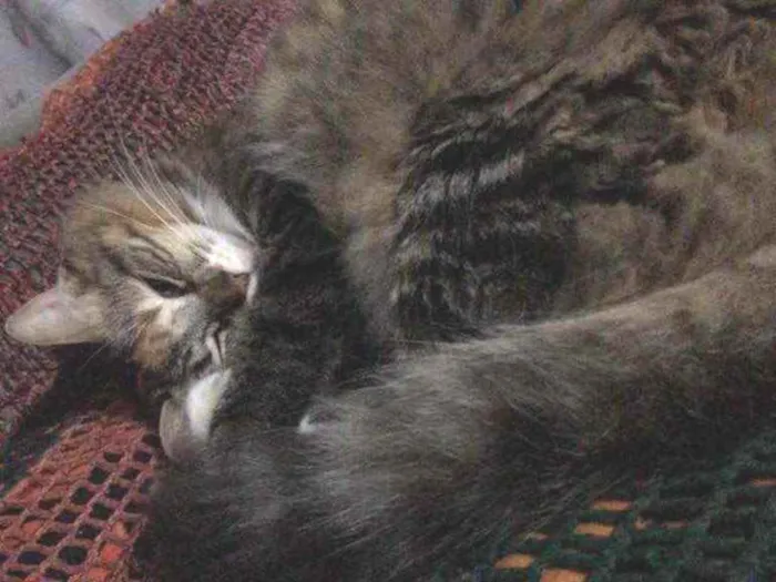 Gato ra a Vira lata  idade 2 anos nome Linda