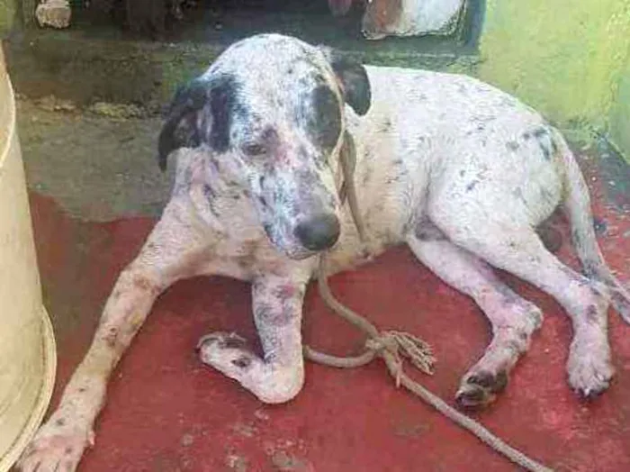 Cachorro ra a Dálmata com patibull  idade 2 anos nome Duque