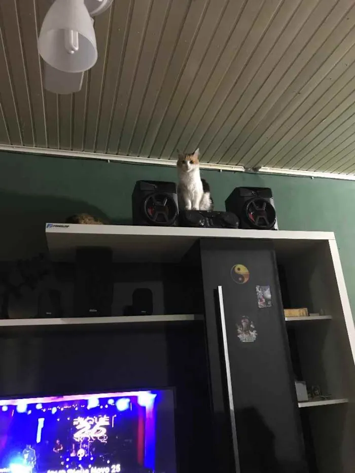 Gato ra a Vira lata idade 5 anos nome Numb 