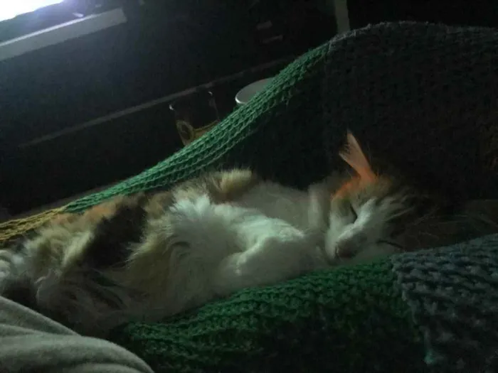 Gato ra a Vira lata idade 5 anos nome Numb 