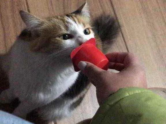 Gato ra a Vira lata idade 5 anos nome Numb 