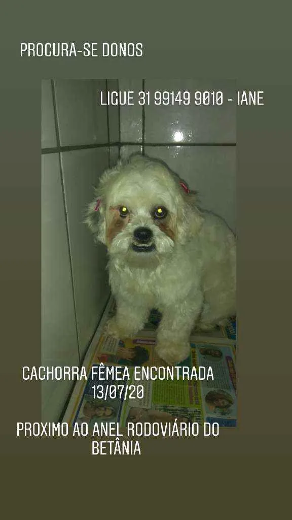 Cachorro raça Shitzu idade 2 anos nome Desconhecido