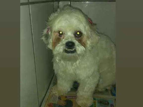 Cachorro raça Shitzu idade 2 anos nome Desconhecido