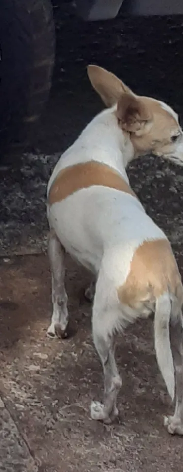 Cachorro ra a fox paulistinha  idade 6 ou mais anos nome Lilica GRATIFICA