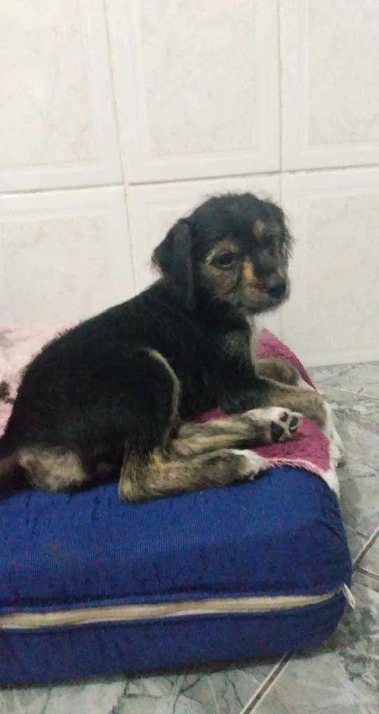 Cachorro ra a Vira lada  idade 2 a 6 meses nome Neguinha e Nico 