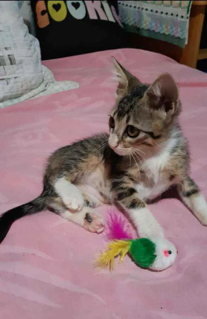 Gato ra a SDR idade 2 a 6 meses nome Pluto