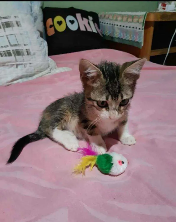 Gato ra a SDR idade 2 a 6 meses nome Pluto