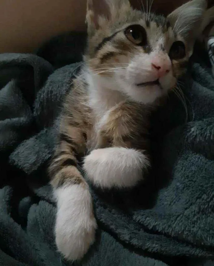 Gato ra a SDR idade 2 a 6 meses nome Pluto