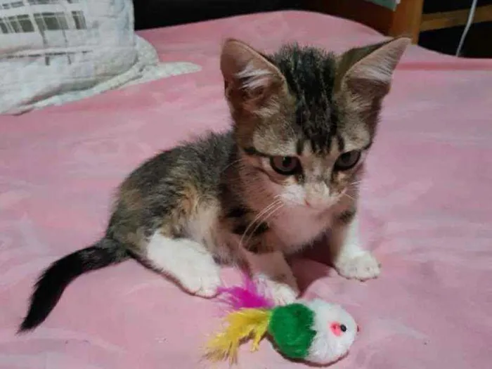Gato ra a SDR idade 2 a 6 meses nome Pluto