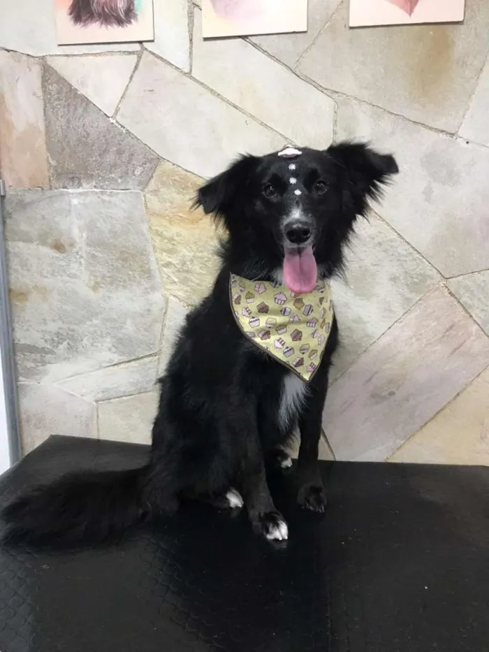 Cachorro ra a SRD-ViraLata idade 2 anos nome Analu