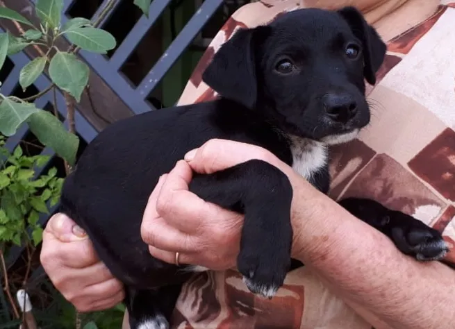 Cachorro ra a SRD-ViraLata idade 2 a 6 meses nome Filhota
