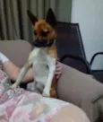 Lis