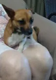 Lis