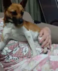Lis