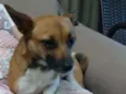 Lis