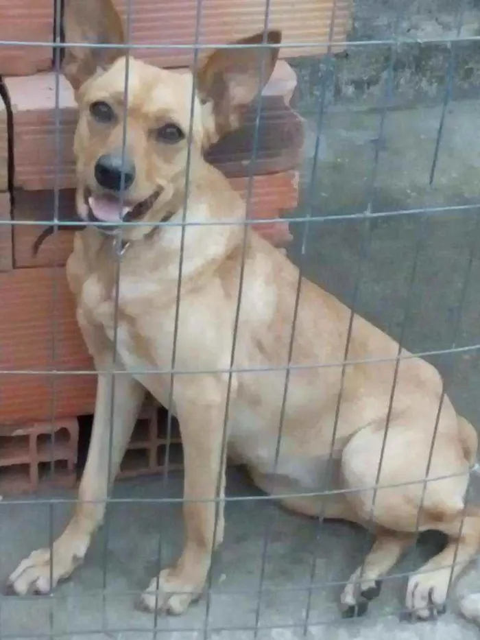 Cachorro ra a Vira lata idade 1 ano nome Rana