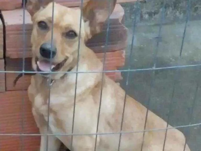 Cachorro ra a Vira lata idade 1 ano nome Rana