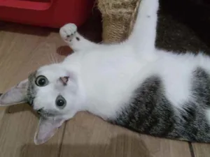 Gato raça Srd idade 7 a 11 meses nome Clint