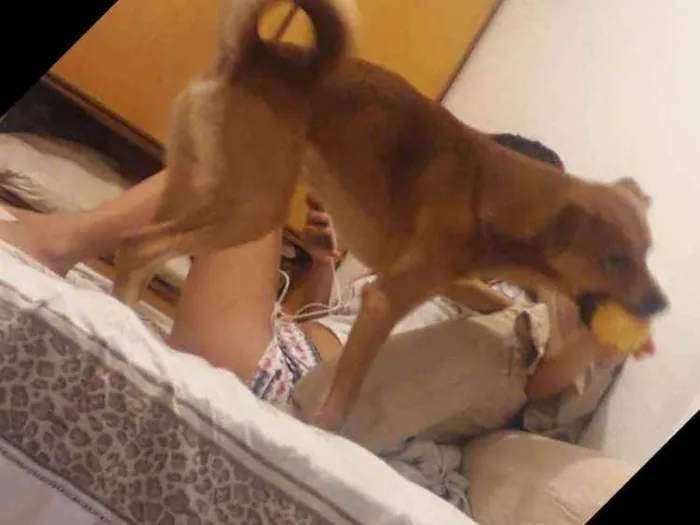 Cachorro ra a Vira lata com labrador idade 3 anos nome Snip