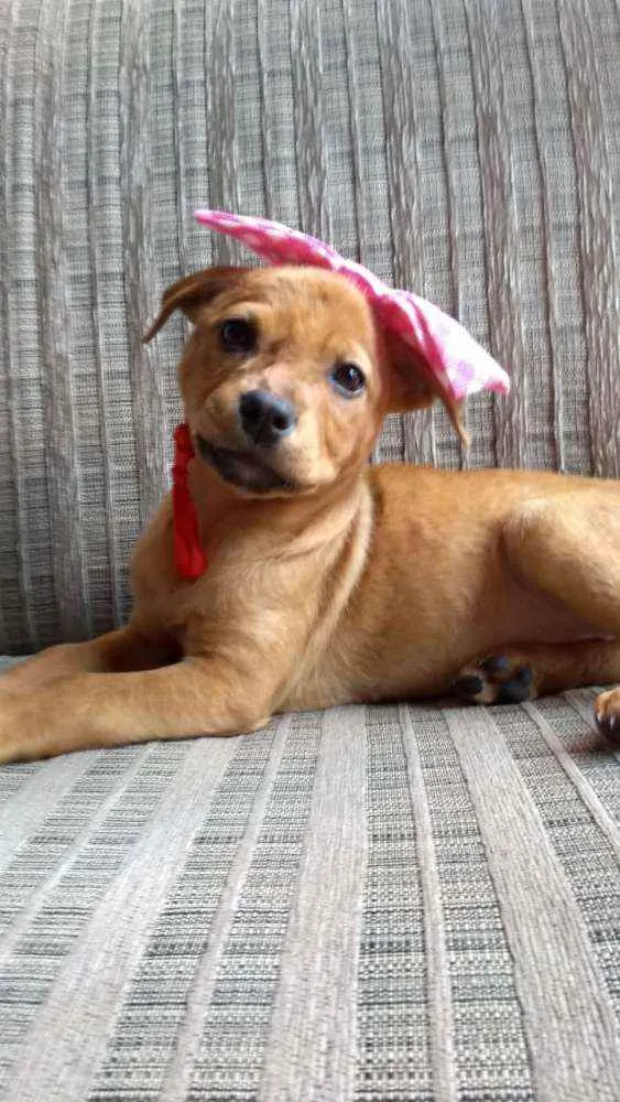 Cachorro ra a SRD idade 2 a 6 meses nome Ana