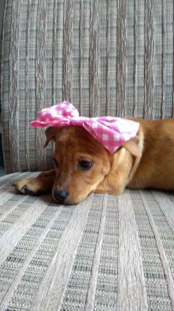 Cachorro ra a SRD idade 2 a 6 meses nome Ana