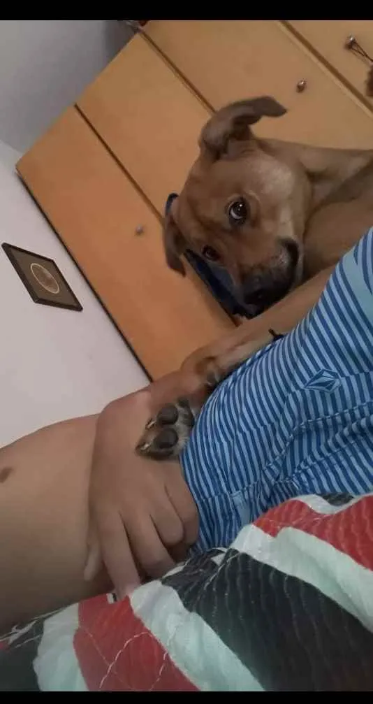 Cachorro ra a Vira lata com labrador idade 3 anos nome Snip