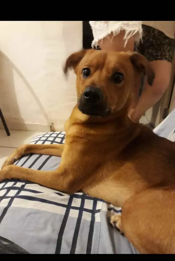 Cachorro ra a Vira lata com labrador idade 3 anos nome Snip