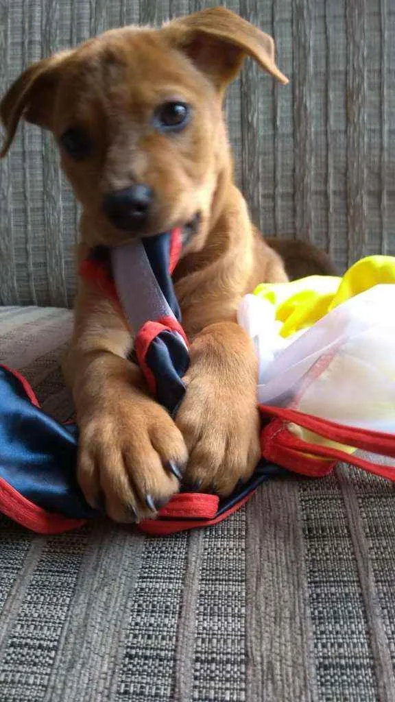 Cachorro ra a SRD idade 2 a 6 meses nome Ana