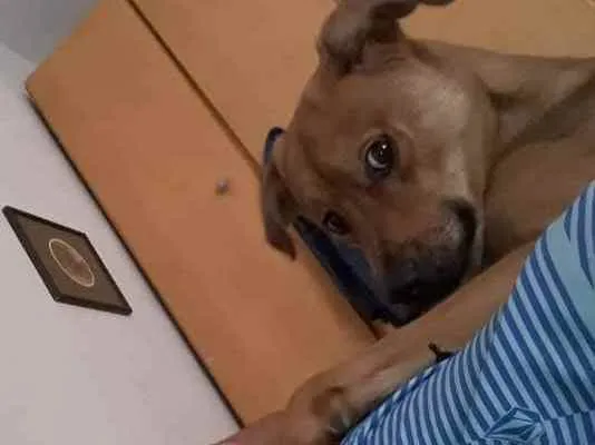 Cachorro ra a Vira lata com labrador idade 3 anos nome Snip