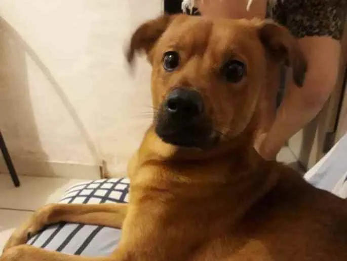 Cachorro ra a Vira lata com labrador idade 3 anos nome Snip