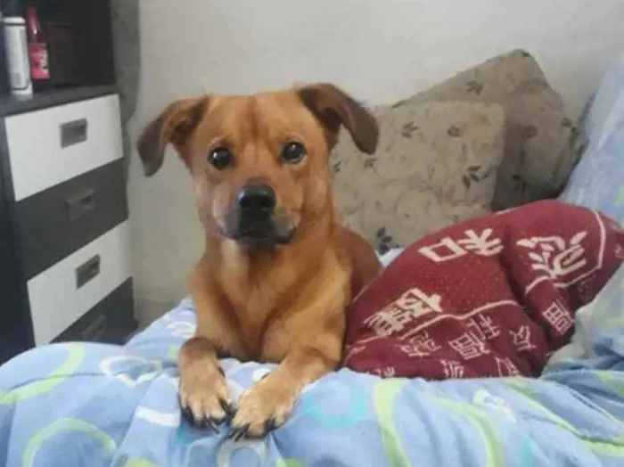 Cachorro ra a Vira lata com labrador idade 3 anos nome Snip