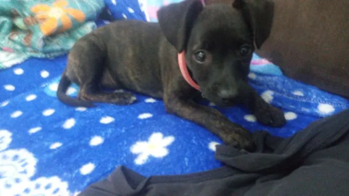 Cachorro ra a srd idade 2 a 6 meses nome Juju