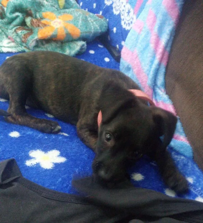 Cachorro ra a srd idade 2 a 6 meses nome Juju