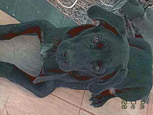Cachorro raça Pitt Bull × Rottweiler idade 2 a 6 meses nome Lex