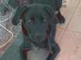 Lex