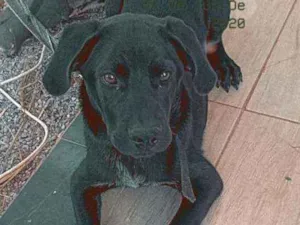 Cachorro raça Pitt Bull × Rottweiler idade 2 a 6 meses nome Lex