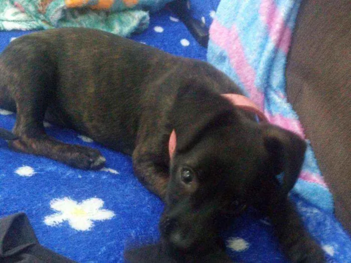 Cachorro ra a srd idade 2 a 6 meses nome Juju
