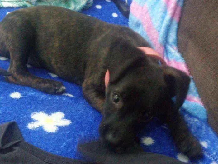 Cachorro ra a srd idade 2 a 6 meses nome Juju