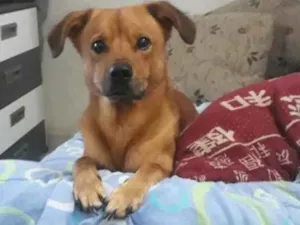 Cachorro raça Vira lata com labrador idade 3 anos nome Snip