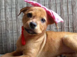 Cachorro raça SRD idade 2 a 6 meses nome Ana
